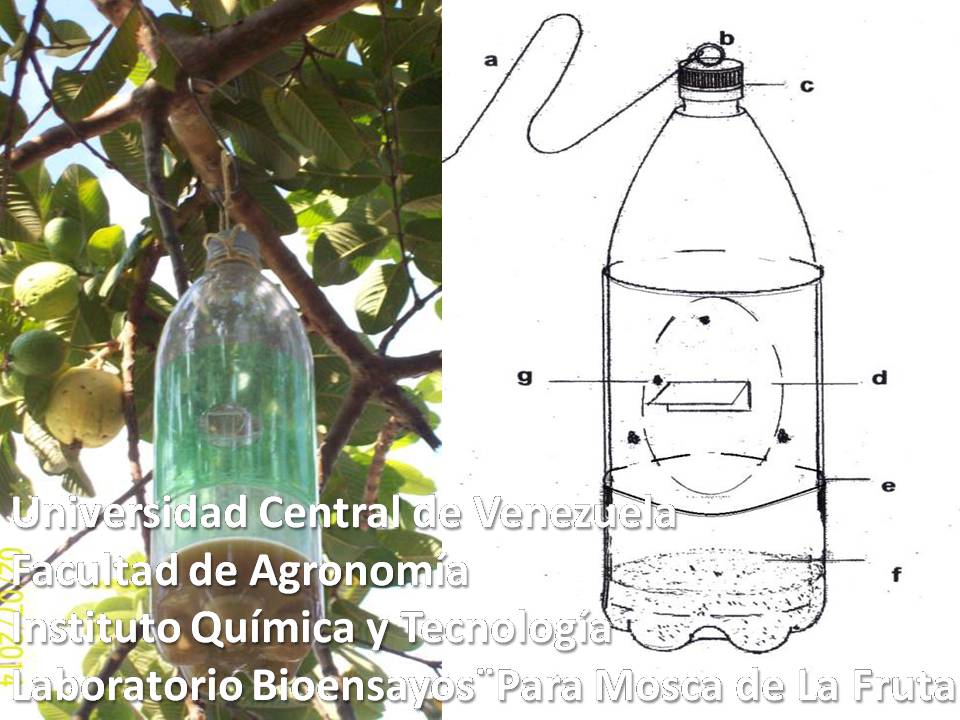 Tampa Monitoreo Mosca de la Fruta en Guayaba